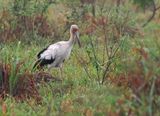 Maguari Stork
