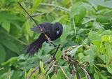 Mato Grosso Antbird