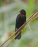 Scarlet-headed Blackbird