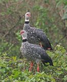 Southern Screamer