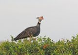 Southern Screamer