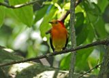 Band-tailed Manakin