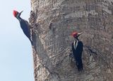 Crimson-crested Woodpecker