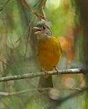 Gray-headed Tanager