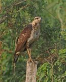Savanna Hawk