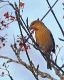 Pine Grosbeak