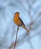 Pine Grosbeak