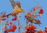 Pine Grosbeak