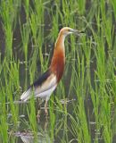 Javan Pond Heron