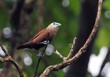 White-headed Munia