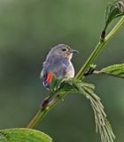Javan Flowerpecker