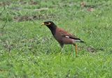 Common Myna