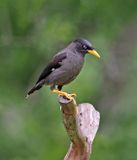 Javan Myna