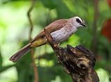 Yellow-vented Bulbul