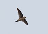 Edible-nest Swiftlet