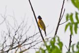 Ruby-throated Bulbul