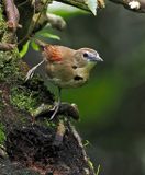 Crescent-chested Babbler