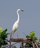 Intermediate Egret