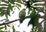 Black-naped Fruit-Dove