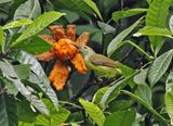 Brown-throated Sunbird