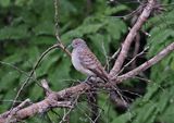 Barred Dove