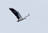 White-bellied Sea-Eagle