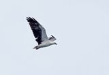 White-bellied Sea-Eagle