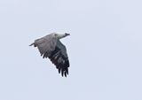 White-bellied Sea-Eagle