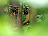 Ornate Pitta