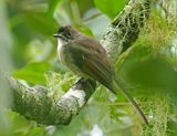 Brown-capped Fantail