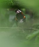 Chestnut-backed Thrush