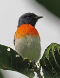 Flores Minivet