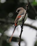 Flores Minivet
