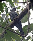 Pale-shouldered Cicadabird