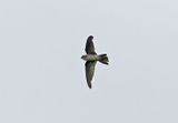 Edible-nest Swiftlet