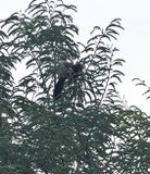 Flores Crow