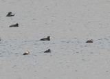 Black Scoter