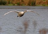 Mute Swan