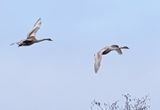 Mute Swan