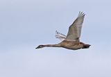 Mute Swan