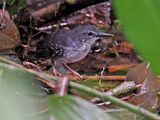 Silvered Antbird