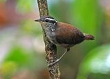 White-breasted Wood-Wren