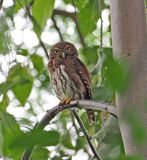 Ferrugionus Pygmy-Owl