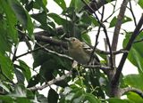 Stripe-chested Antwren