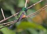Peruvian Raquettail