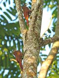 Strong-billed Woodcreeper