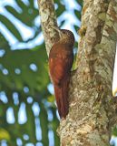 Strong-billed Woodcreeper