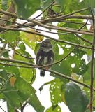 Subtropical Pygmy-Owl