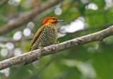 White-throated Woodpecker