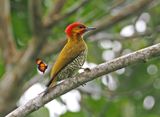 White-throated Woodpecker